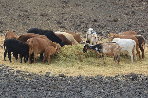 goat farming, goat farming business, goat farming Pakistan, goat farming business in Pakistan, goat feeding Pakistan, goat housing Pakistan, goat farming in Pakistan