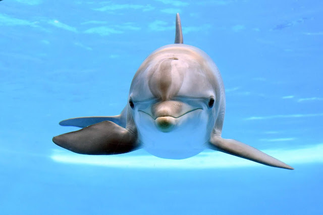 Dolphins time (hora de los delfines)