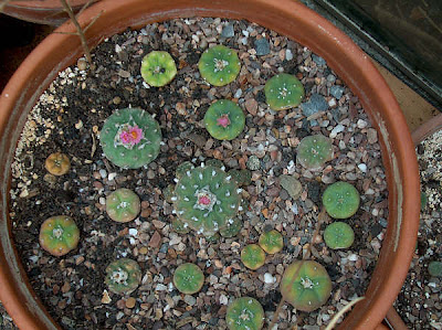 Large pot of Lophophora fricii