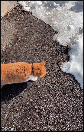 Funny Cat GIF • Ginger cat scared of fresh snow. Caution, it's a trap! [ok-cats.com]