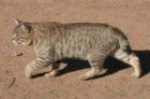 gambar kucing tabby spotted