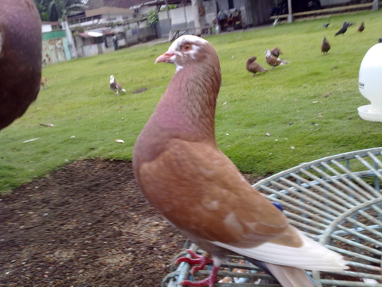 Wallpaper Burung Dara Merpati Tinggi Tomprangan