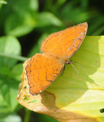 Angled Castor (Ariadne pallidior)