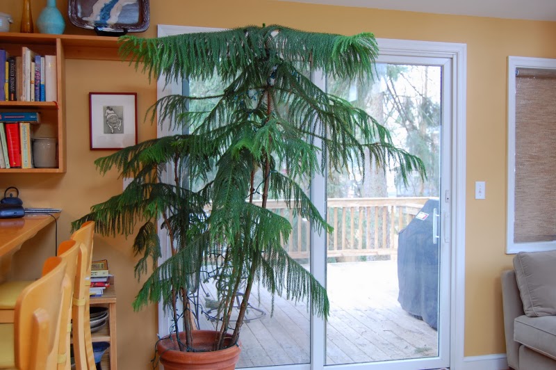 The Indoor Garden: How to care for a Norfolk Island Pine