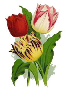 free vintage tulip flower floral artwork illustration clipart download