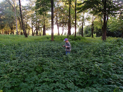 grzyby 2016, grzyby w mieście, grzyby w parku, grzyby we wrześniu, borowik ponury Boletus luridus, Kępkowiec jasnobrązowy [Podblaszek gromadny] Lyophyllum decastes, Meripilus giganteus wachlarzowiec olbrzymi, Rycerzyk czerwonozłoty Tricholomopsis rutilans