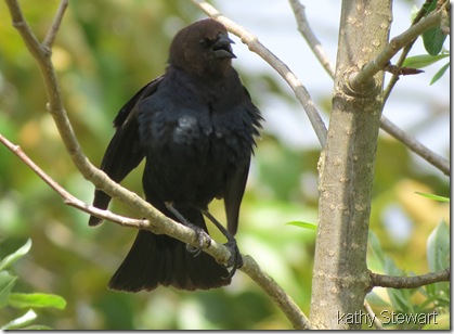 Brown Headed Cowbird