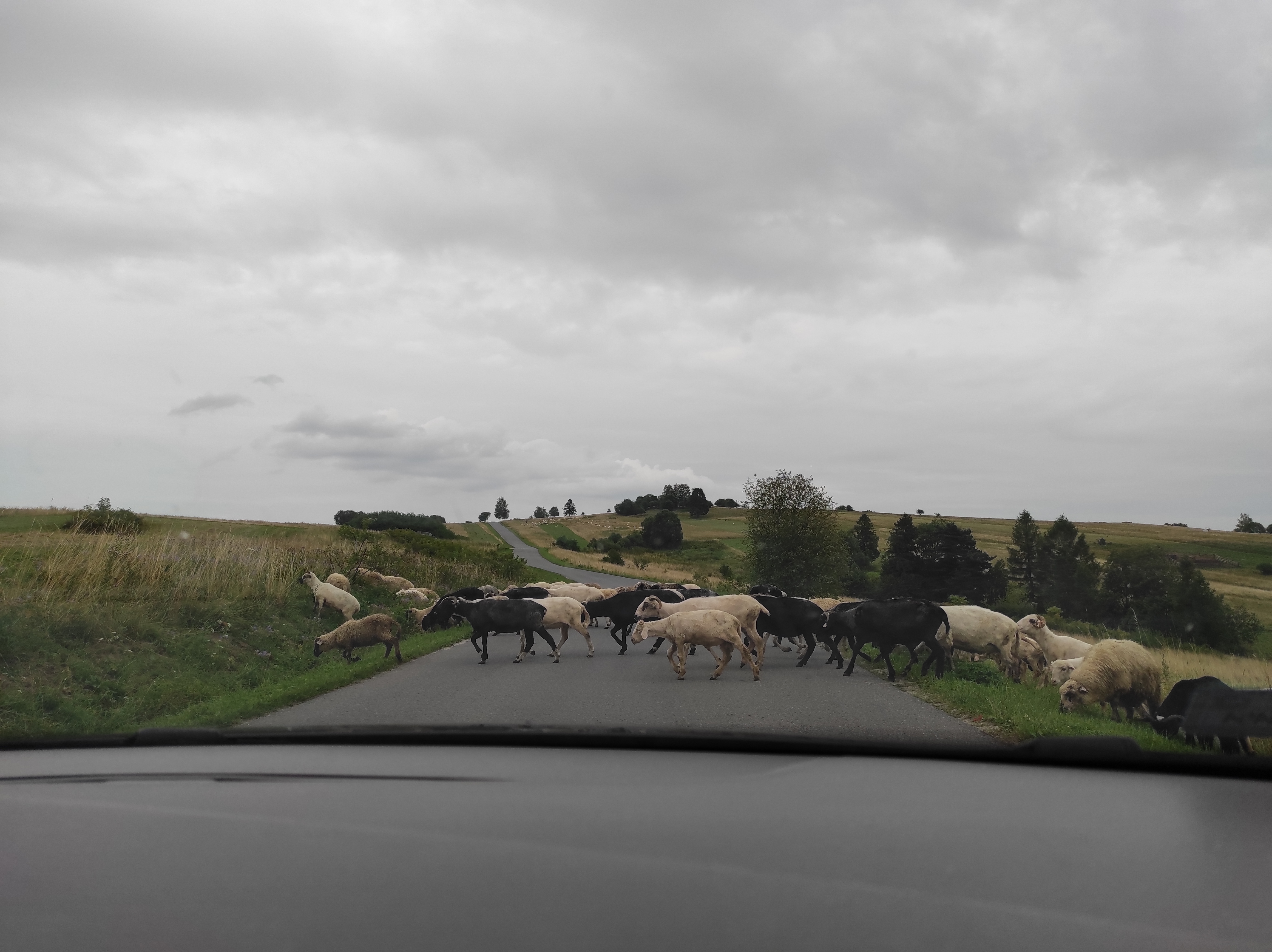 owce na ulicy Pieniny