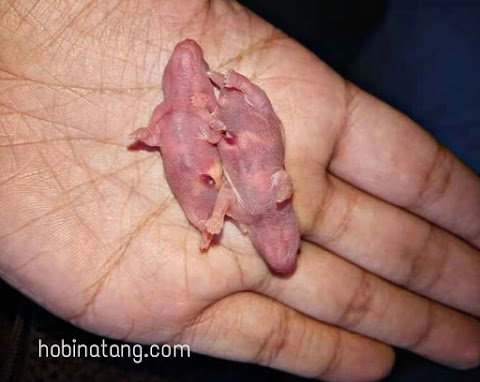 Cara Merawat Bayi Hamster Agar Tidak Mati