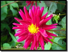 Dahlia2