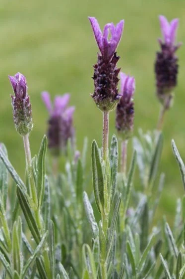 Como-cultivar-a-planta-Lavandula-sp