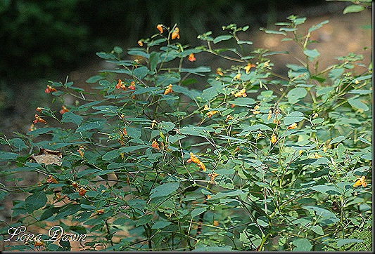 CH_JewelWeeds