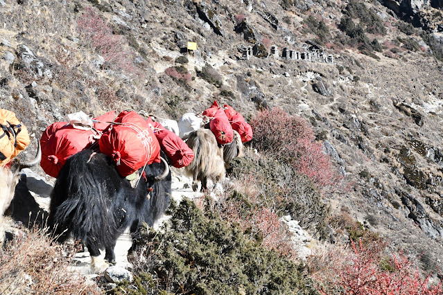 Trekking Everest Pangboche Dingboche