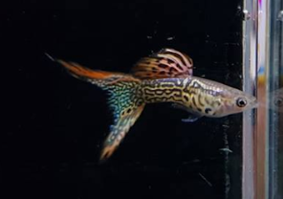 ikan guppy jenis albino red lace double sword tail