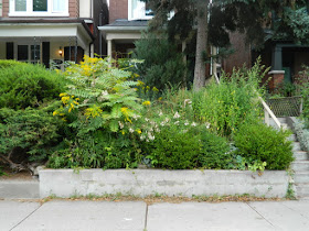Koreatown Toronto Summer Garden Cleanup Before by Paul Jung Gardening Services--a Toronto Organic Gardening Company