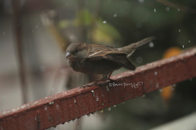 This photo features a young female house sparrow perched on a metal orange colored railing that surrounds my garden. Wet snow is falling lightly.  A web-page (@ https://www.thespruce.com/house-sparrow-387273) for this bird type describes this bird type by saying, “Male and female house sparrows look distinctly different. Males have a black chin and bib, white cheeks, and a rust-colored cap and nape of neck. The black on the chin and breast can vary widely, with older, more dominant males showing more extensive black. The underparts are pale grayish, and the back and wings show brown and black streaking. The rump is gray. Males also have a single white wing bar. Females are plainer, with a broad buff eyebrow and brown and buff streaks on the wings and back. On both genders, the legs and feet are pale and the eyes are dark. Overall, both males and females have a stocky appearance. Juveniles resemble adult females but with less distinctive markings and a less defined eyebrow.”  House sparrows are featured in my book series, “Words In Our Beak.” Info re my books is in another post on my blog @  https://www.thelastleafgardener.com/2018/10/one-sheet-book-series-info.html