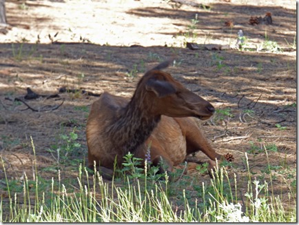 Elk at Grand Canyon