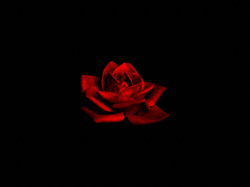 Dark Red Rose Black