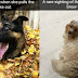 20+ Adorable Dog Pictures Captured In The Most Awkward Moments