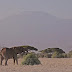 National Parks in Kenya and What They Offer 