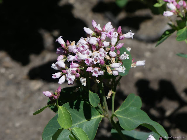 060: little pink flowers