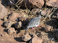 Galapagos Dove