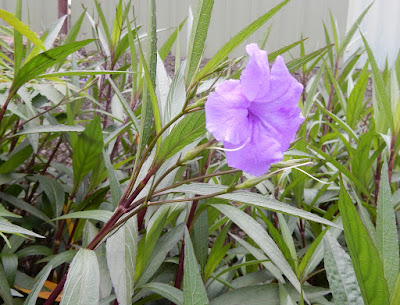 紫花蘆利草的花