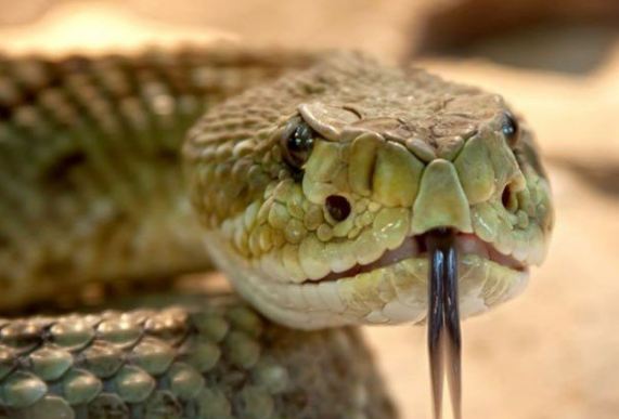 بہار:بھارت میں نشے میں دھت 65 سالہ شخص نے سانپ کے کاٹنے پر سانپ ہی کو چبا ڈالا جس سے دونوں کی موت واقع ہوگئی۔