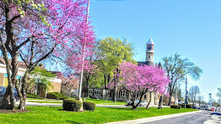 Columbus Wisconsin Redbud Tree