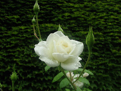 White Rose Normal Resolution HD Wallpaper 12
