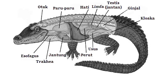 Struktur dan Fungsi Tubuh Reptilia Mikirbae com