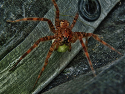  It is carrying a tennis ball