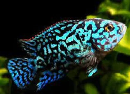 How to breed blue Oscar fish