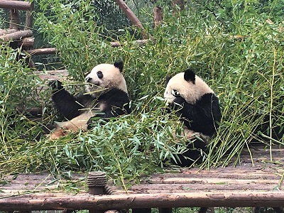 Chengdu, Pandas