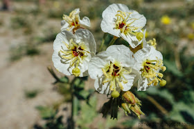anza-borrego state park, desert, super bloom, desert bloom, san diego