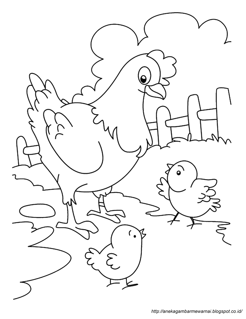  Gambar  Mewarnai  Ayam Untuk Anak PAUD  dan TK