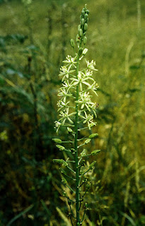 Ornithogalum pyrenaicum