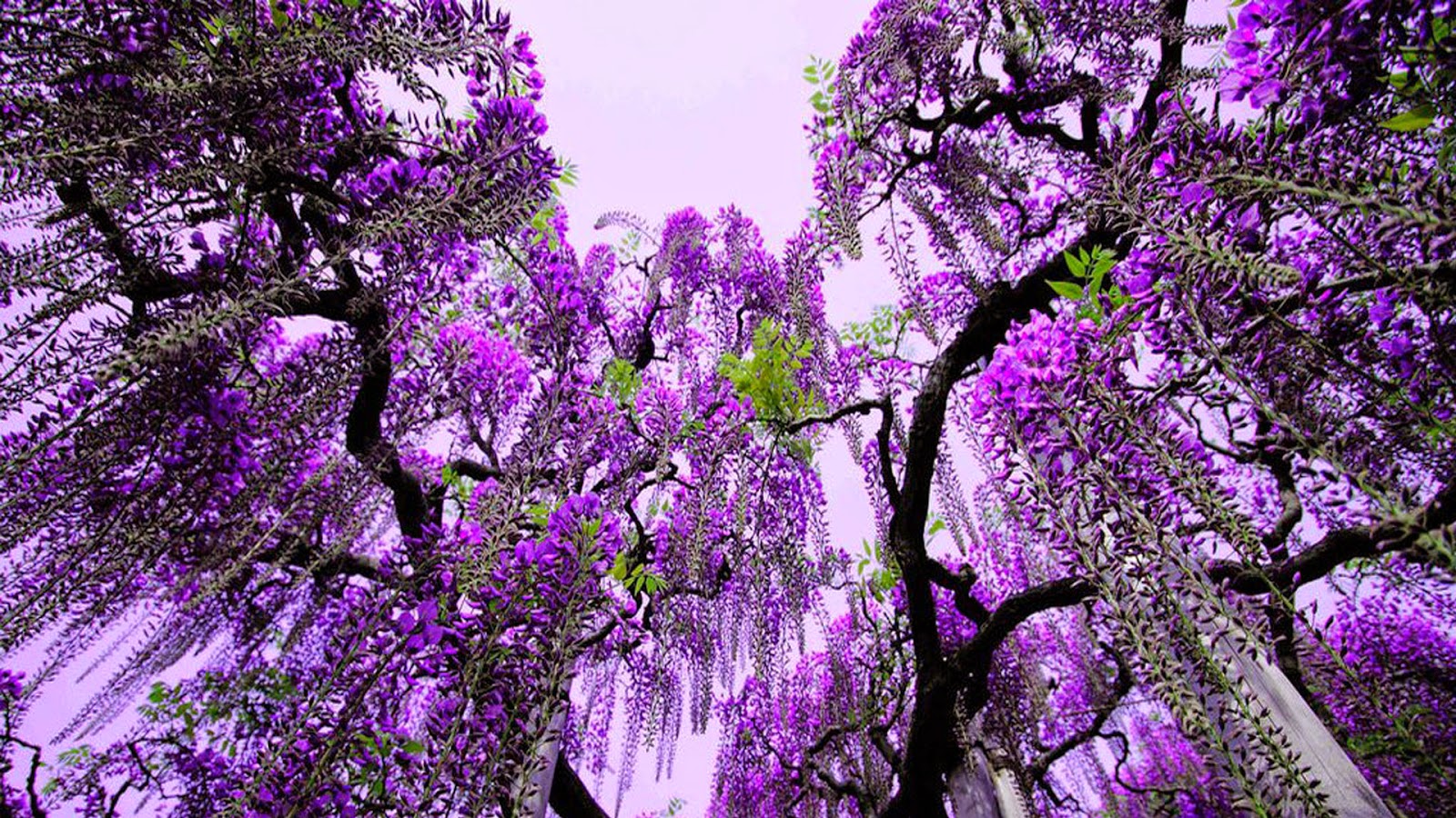 kumpulan gambar pohon wallpaper pemandangan indah animasi