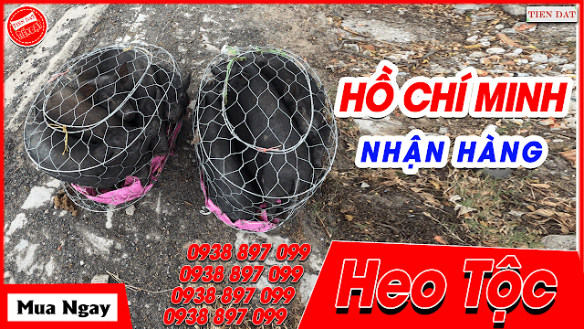 Heo tộc thịt, heo đồng bào thịt, heo đen thịt GIAO ĐẾN QUÁN nhà hàng HỒ CHÍ MINH