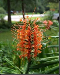 Hedychium_coccineum