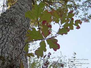 Quercus alba bark and leaves