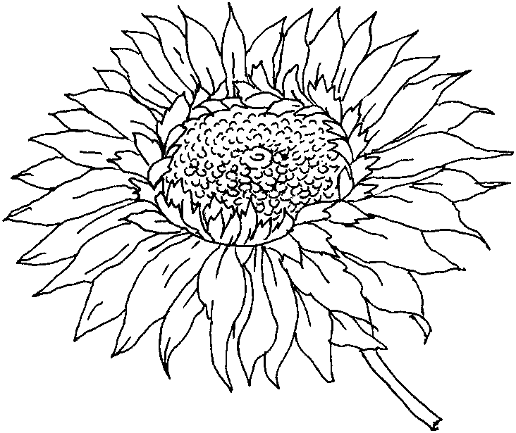 Fall Coloring Pages