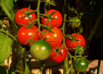 cherry tomatoes