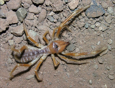 What Are Camel Spiders Related To / Find out truthful information about camel spiders.