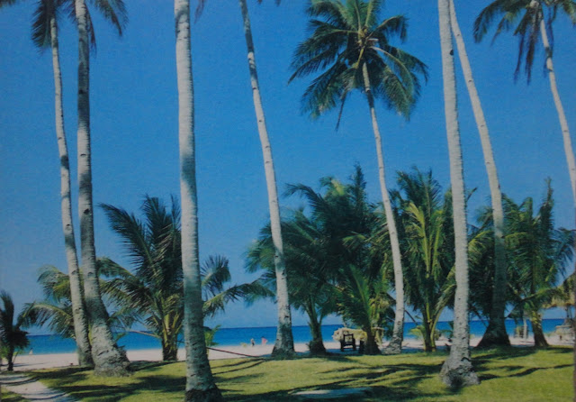 Palm Trees in Boracay postcard