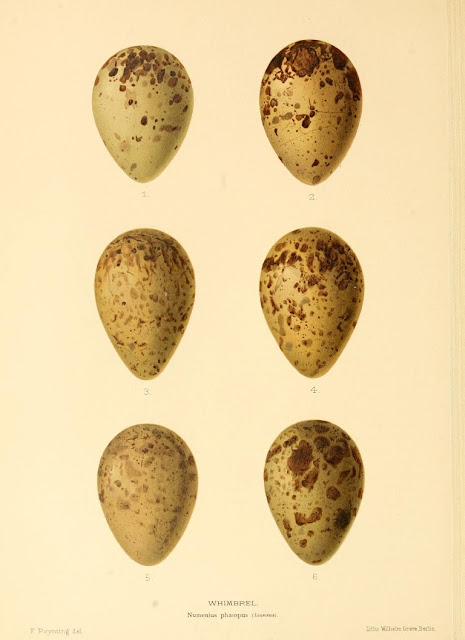 Bird Eggs Pictures