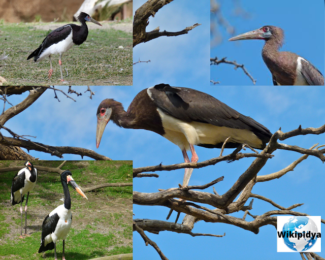 How Many Species Of Storks? The part two , The Milky Stork, African openbill, Jabiru, Oriental stork, Woolley-necked stork, Abdim’s Stork, The Maguari stork, The Lesser Adjutant, Storm’s Stork, andThe Shoebill