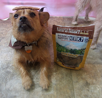 Jada balancing a piece of Natural Balance Immunity Support Jerky