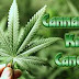 How Cannabis Oil Works to Kill Cancer Cells