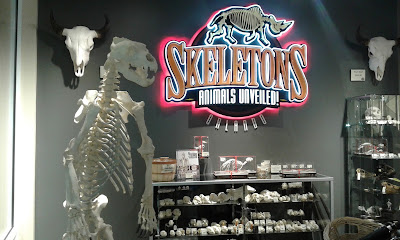 Skeletons - Orlando